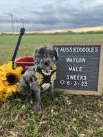 Waylon, a male Aussiedoodle for sale in Aurora, MO – Photo 3 of 8