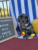 Waylon, a male Aussiedoodle for sale in Aurora, MO – Photo 1 of 8