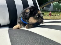 Pip, a male Yorkshire Terrier and Shorkie for sale in Trivoli, IL – 6 of 7
