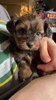 Brownie , a female Shorkie for sale in Trivoli, IL – 2 of 6