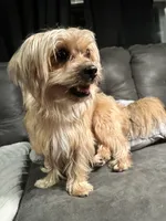 Tiny Brownie , a female Yorkshire Terrier and Shorkie for sale in Trivoli, IL – 9 of 9