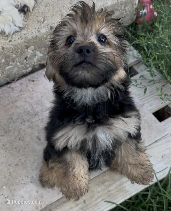 Winnie   – Yorkshire Terrier, Shorkie puppy on hold in Trivoli, IL