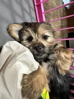 Winnie  , a female Yorkshire Terrier and Shorkie for sale in Trivoli, IL – 1 of 9