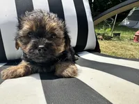 Lilly , a female Yorkshire Terrier and Shorkie for sale in Trivoli, IL – 2 of 8