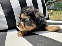 Emmet, a male Yorkshire Terrier and Shorkie for sale in Trivoli, IL – 7 of 8