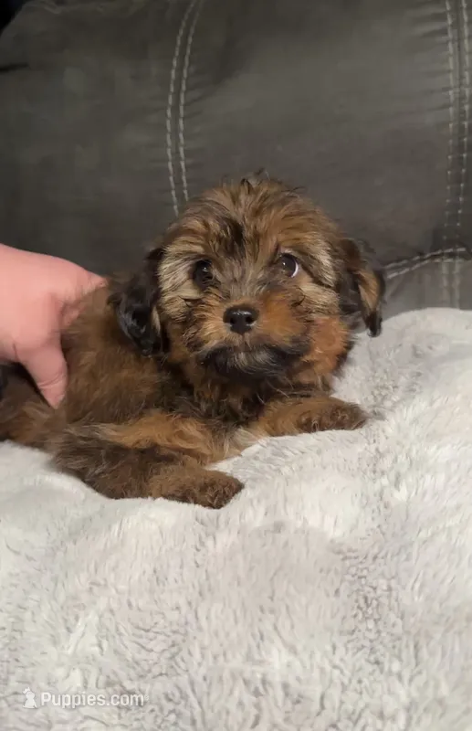 Brownie  – Yorkshire Terrier, Shorkie puppy for sale in Trivoli, IL