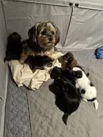 6 Shorkie Puppies , a female Yorkshire Terrier and Shorkie for sale in Trivoli, IL – 2 of 10