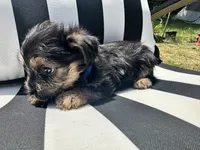 Pip, a male Yorkshire Terrier and Shorkie for sale in Trivoli, IL – 5 of 7