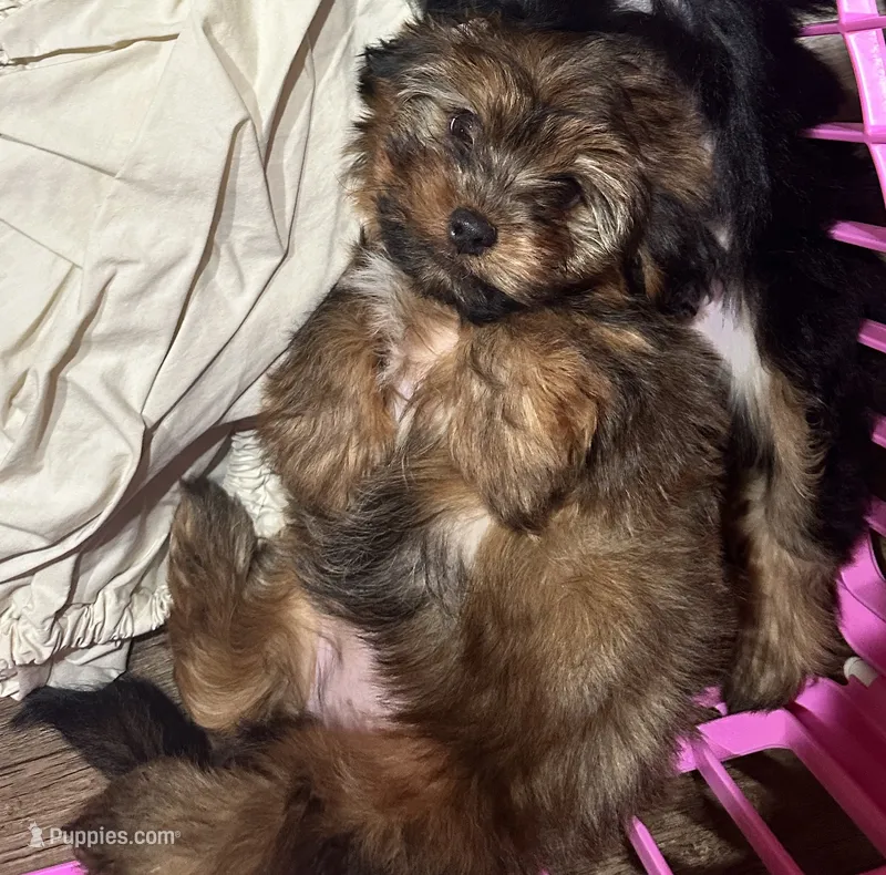 Tiny Brownie  – Yorkshire Terrier, Shorkie puppy for sale in Trivoli, IL