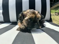 Zoey, a female Yorkshire Terrier and Shorkie for sale in Trivoli, IL – 3 of 7