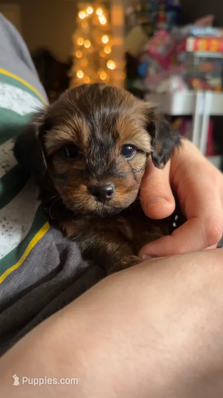 Brownie  – Shorkie puppy for sale in Trivoli, IL