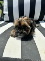Zoey, a female Yorkshire Terrier and Shorkie for sale in Trivoli, IL – 2 of 7