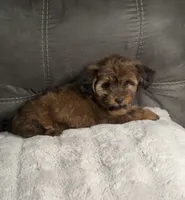 Tiny Brownie , a female Yorkshire Terrier and Shorkie for sale in Trivoli, IL – 5 of 9