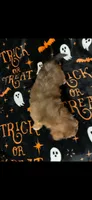 Maggie, a female Shihpoo and Shorkie for sale in Trivoli, IL – 4 of 4