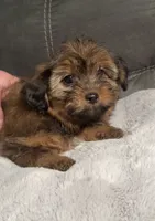 Tiny Brownie , a female Yorkshire Terrier and Shorkie for sale in Trivoli, IL – 2 of 9