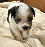 Oreo, a male Yorkshire Terrier and Shorkie for sale in Trivoli, IL – 7 of 8