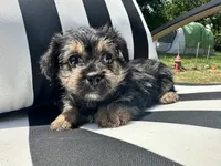 Pip, a male Yorkshire Terrier and Shorkie for sale in Trivoli, IL – 3 of 7