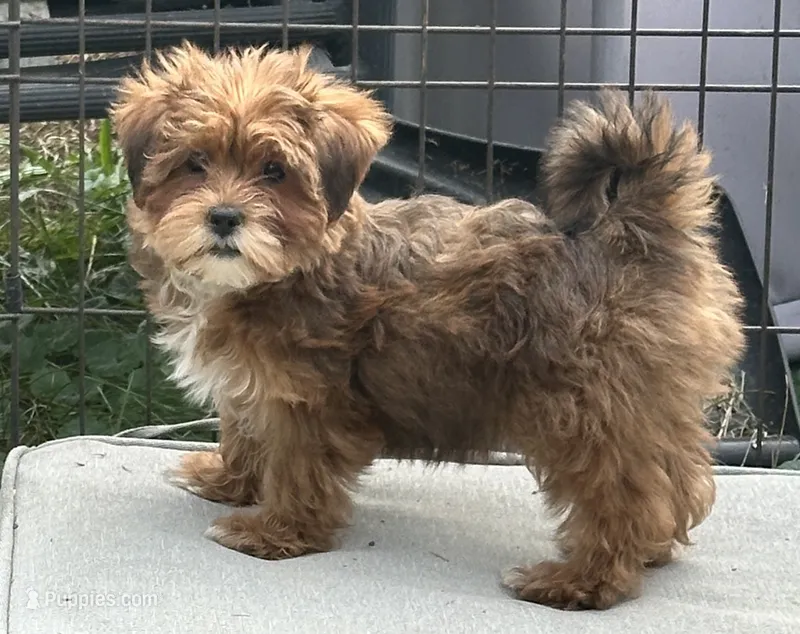 Maggie – Shihpoo, Shorkie puppy for sale in Trivoli, IL