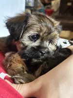 Zoey, a female Yorkshire Terrier and Shorkie for sale in Trivoli, IL – 7 of 7