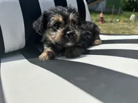 Pip, a male Yorkshire Terrier and Shorkie for sale in Trivoli, IL – 1 of 7