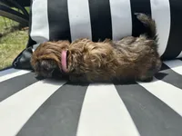 Brownie , a female Shih Tzu and Yorkshire Terrier for sale in Trivoli, IL – 8 of 10