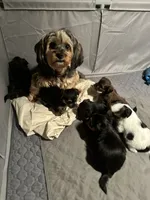 6 Shorkie Puppies , a female Yorkshire Terrier and Shorkie for sale in Trivoli, IL – 1 of 10