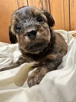 6 Shorkie Puppies , a female Yorkshire Terrier and Shorkie for sale in Trivoli, IL – 9 of 10