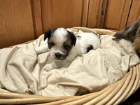 Oreo, a male Yorkshire Terrier and Shorkie for sale in Trivoli, IL – 6 of 8