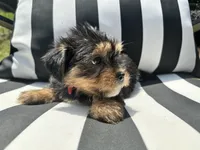 Emmet, a male Yorkshire Terrier and Shorkie for sale in Trivoli, IL – 3 of 8