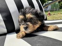 Emmet, a male Yorkshire Terrier and Shorkie for sale in Trivoli, IL – 5 of 8