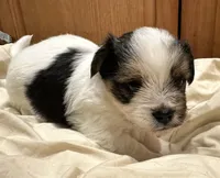 Oreo, a male Yorkshire Terrier and Shorkie for sale in Trivoli, IL – 2 of 8