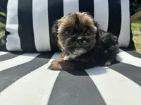 Zoey, a female Yorkshire Terrier and Shorkie for sale in Trivoli, IL – 4 of 7