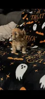 Benny, a male Shihpoo and Shorkie for sale in Trivoli, IL – 3 of 3