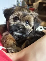 Zoey, a female Yorkshire Terrier and Shorkie for sale in Trivoli, IL – 4 of 7