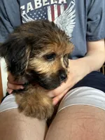 Winnie  , a female Yorkshire Terrier and Shorkie for sale in Trivoli, IL – 5 of 9