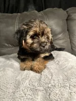 Lily  , a female Yorkshire Terrier and Shorkie for sale in Trivoli, IL – 2 of 8