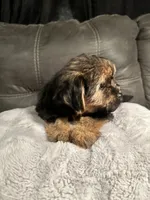 Lily  , a female Yorkshire Terrier and Shorkie for sale in Trivoli, IL – 3 of 8