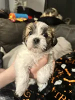 Izzy, a female Shihpoo and Shorkie for sale in Trivoli, IL – 4 of 5