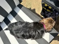 Zoey, a female Yorkshire Terrier and Shorkie for sale in Trivoli, IL – 6 of 7