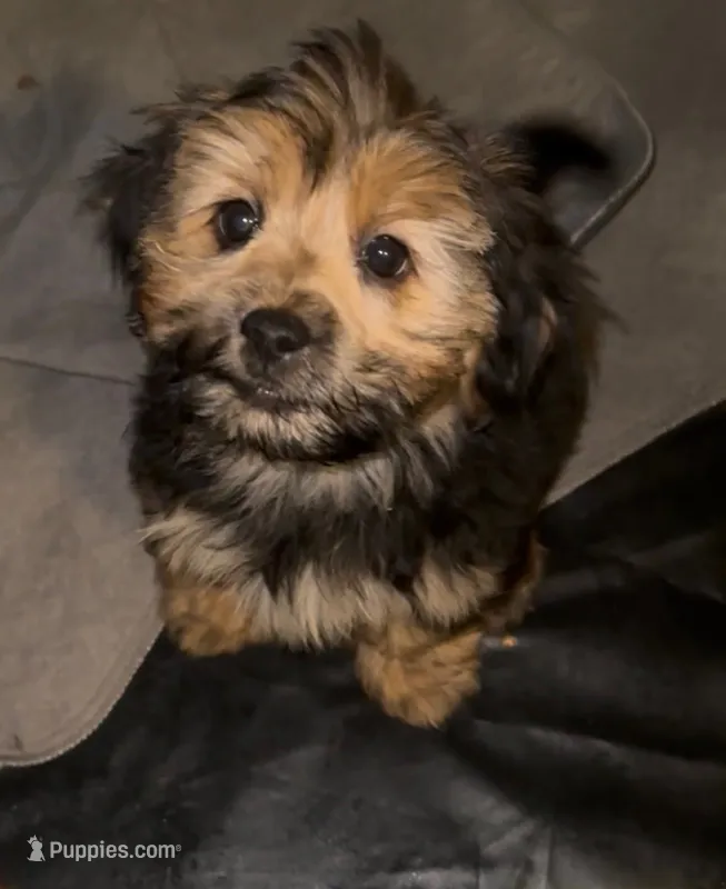 Winnie   – Yorkshire Terrier, Shorkie puppy for sale in Trivoli, IL