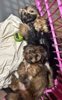 Winnie  , a female Yorkshire Terrier and Shorkie for sale in Trivoli, IL – 7 of 9