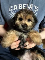 Winnie  , a female Yorkshire Terrier and Shorkie for sale in Trivoli, IL – 2 of 9