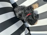 Emmet, a male Yorkshire Terrier and Shorkie for sale in Trivoli, IL – 8 of 8