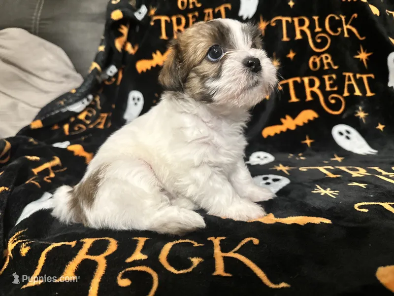 Izzy – Shihpoo, Shorkie puppy for sale in Trivoli, IL