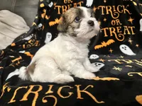 Izzy, a female Shihpoo and Shorkie for sale in Trivoli, IL – 1 of 5