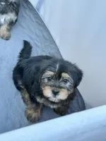 Emmet, a male Shih Tzu and Yorkshire Terrier for sale in Trivoli, IL – 1 of 9