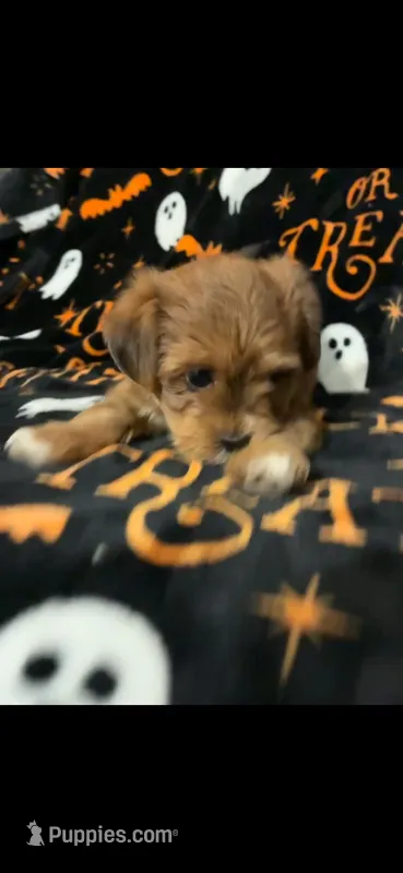 Maggie – Shihpoo, Shorkie puppy for sale in Trivoli, IL