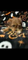 Maggie, a female Shihpoo and Shorkie for sale in Trivoli, IL – 1 of 4