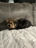 Lily  , a female Yorkshire Terrier and Shorkie for sale in Trivoli, IL – 6 of 8