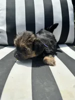 Lilly , a female Yorkshire Terrier and Shorkie for sale in Trivoli, IL – 7 of 8